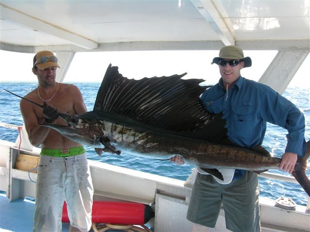 Rowley Shoals - Sailfish